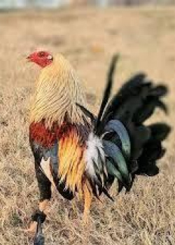 Advertise your Bird Here!